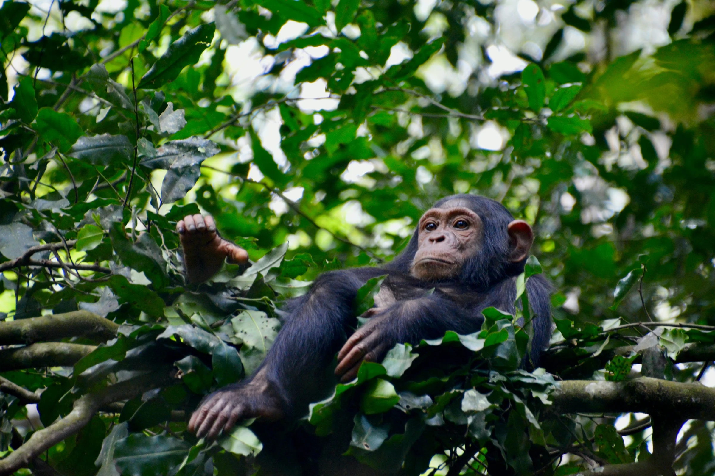 A chimpanzee resting in a tree